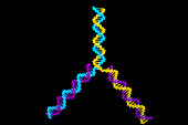 Computer graphics of DNA replication