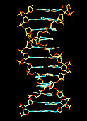 Computer graphic of beta-DNA,basic display