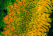 LM of stomach wall showing fluorescent DNA and RNA