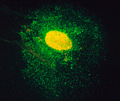 Fluorescence LM of DNA migrating from cell nucleus