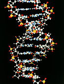 Art of alpha DNA molecule as ball & stick model
