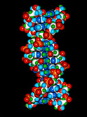 Computer graphic of a human DNA molecule