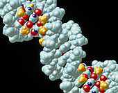 Computer molecular graphic of DNA