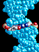Molecular model of DNA with A-T pair highlighted