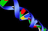Computer artwork of part of a molecule of DNA