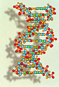 Artwork of a DNA (deoxyribonucleic acid) strand