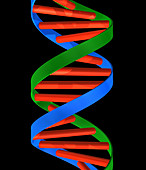 DNA helix