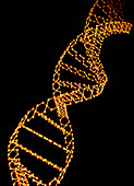 DNA double helix