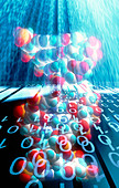 DNA molecule and binary code