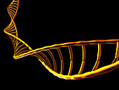 DNA helix