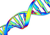 DNA