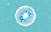 DNA in bubble