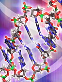 DNA molecule