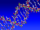 DNA molecule