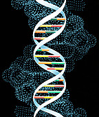 DNA molecule