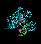 Taq polymerase replicating DNA
