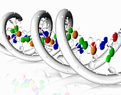 DNA molecule