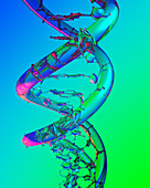 DNA molecule