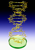 DNA molecule