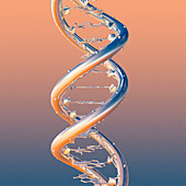 DNA molecule