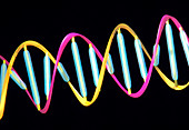 DNA,molecular model