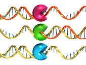 Viral RNA replication cycle,artwork