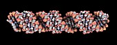 Double-stranded RNA molecule