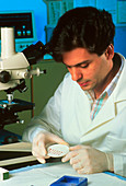 Researcher preparing a genetic probe