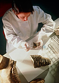 Extraction of DNA from fossil tooth of Mastodon