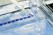 Samples of DNA being loaded onto an agarose gel