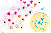 Pipetting a solution into a petri dish