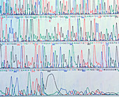Computer display of a human gene sequence