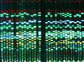Computer display of DNA sequence for obesity work