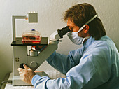 Researcher viewing engineered cells by microscope
