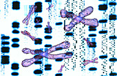 Artwork of DNA sequences and chromosomes