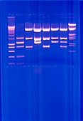 DNA sequence fluorescing under ultraviolet light