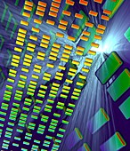 DNA autoradiogram