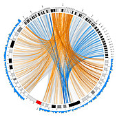 Circular genome map