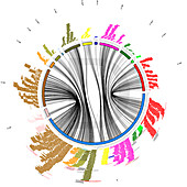 Circular genetic map