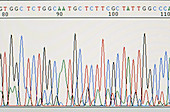Grapevine genome sequencing