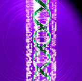 DNA and autoradiogram