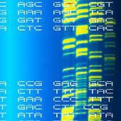 DNA autoradiogram and codons