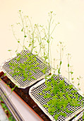 Arabidopsis seedlings,genetics research