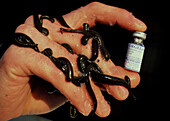 Hand with leeches and a drug derived from them