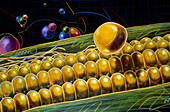 Artwork of genetically improved maize