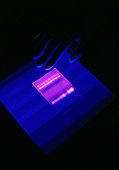 Fluorescent bands on a DNA autoradiogram