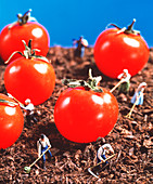 Concept image of genetically engineered tomatoes