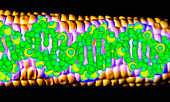 Computer artwork of GM maize with a strand of DNA