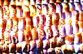 Computer artwork of GM maize with an autoradiogram