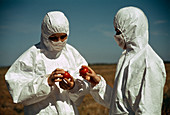 Genetically modified tomatoes